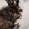 Mokka