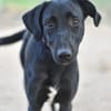 BAGHEERA
