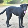 BAGHEERA