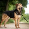 Mino sucht ruhiges Einzelzuhause