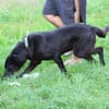 Belinda - kinderliebe Familienhündin