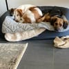 SUSI wünscht sich ein eigenes Zuhause