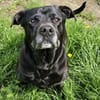 Odin, besonderer Hund!