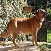 Darcy sucht seine Familie