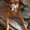 Darcy sucht seine Familie