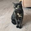 Verschmuste Bonnie sucht ihr Zuhause