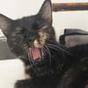 Verschmuste Bonnie sucht ihr Zuhause