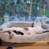 Mike sucht sein Für-immer-Zuhause