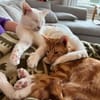 Borat & Johnny Dreamteam sucht Familie zum kuscheln