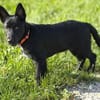 Einstein - Aufgeweckter Junghund sucht spannende Familie