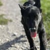 Einstein - Aufgeweckter Junghund sucht spannende Familie