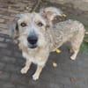 Tilly mit den schiefen Ohren