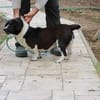 Batida  sehr liebenswerte, kleine Hündin