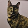 Wirbelwind Salsa sucht ein Zuhause