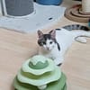 Hübscher Cocco sucht sein Für-immer-Körbchen