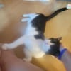 Traumkätzchen Aurora sucht sein Kuschelkörbchen