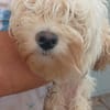 Loraine-Lili  das kleine Maltipoo-Wölkchen auf der Suche na