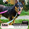 Liebe EMA sucht ruhiges Zuhause