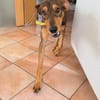 Bruno  er sucht sein Für-immer-Zuhause