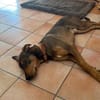 Bruno  er sucht sein Für-immer-Zuhause