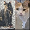 Die Freundinnen Perla FIV+ und Karla suchen ein neues Zuhaus