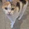 Die Freundinnen Perla FIV+ und Karla suchen ein neues Zuhaus