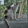 Die Freundinnen Perla FIV+ und Karla suchen ein neues Zuhaus