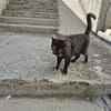 Die Freundinnen Perla FIV+ und Karla suchen ein neues Zuhaus
