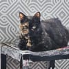 Die Freundinnen Perla FIV+ und Karla suchen ein neues Zuhaus