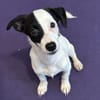 Nolito -aktiv, neugierig und clever-