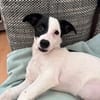 Nolito -aktiv, neugierig und clever-
