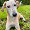 Frieda -liebenswerte Frohnatur-