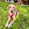 Frieda -liebenswerte Frohnatur-