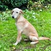 Frieda -liebenswerte Frohnatur-