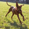 Aaramy sucht ein neues Zuhause