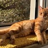 Frapas, liebenswerter Sonnenschein