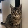 Milo sucht sein Für-immer-Zuhause