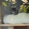 Milo sucht sein Für-immer-Zuhause