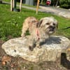 Penny sucht ein Zuhause 🏡