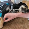Begleitet Luca Sie durch Ihr Leben?