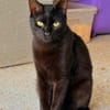 Majid, verspielter Kittenjunge, ca. 1 Jahr