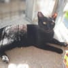 Majid, verspielter Kittenjunge, ca. 1 Jahr