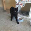 Majid, verspielter Kittenjunge, ca. 1 Jahr