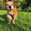 Charlie, verschmuster Senior, ca. 11 Jahre