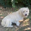 Norna sensible kleine Hundedame sucht ihr Für-Immer-Körbchen