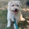 Norna sensible kleine Hundedame sucht ihr Für-Immer-Körbchen