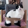 Lotta  hundeverträgliche Gute-Laune Katze, ca. 1 Jahr
