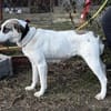 ZELA (KK)  liebevolle Hundedame