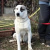 ZELA (KK)  liebevolle Hundedame