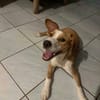 Balto le joyeux créole